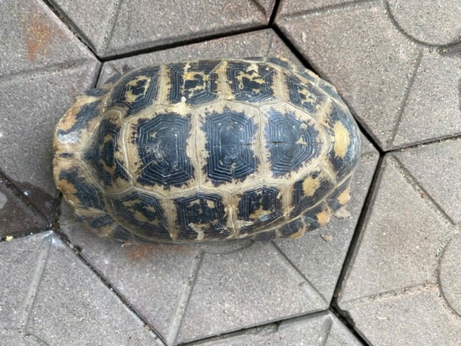 Phát hiện thêm 1 cá thể rùa vàng quý hiếm ở Hà Tĩnh Phat hien them 1 ca the rua vang quy hiem o Ha Tinh