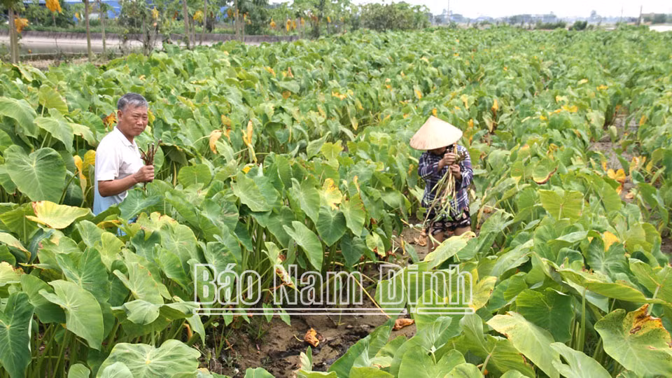 Trồng loại cây “đặc sản, nông dân Nam Định có của ăn của để Trong loai cay “dac san, nong dan Nam Dinh co cua an cua de