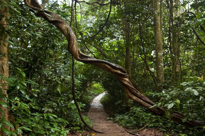 Khi ghé thăm Vườn quốc gia Cúc Phương, du khách có cơ hội tìm hiểu, khám phá hơn 2.200 loài thực vật bậc cao và rêu (chiếm 17,27 % trong tổng số loài thực vật của Việt Nam), 122 loài bò sát và lưỡng cư, 66 loài cá, gần 2.000 loài côn trùng và 135 loài thú. Ảnh: Tripadvisor.