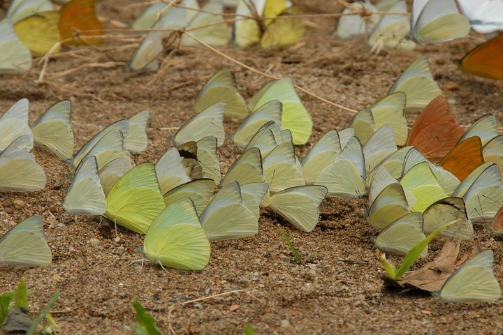 Khi du khách đến Vườn quốc gia Cúc Phương vào cuối tháng 4 đầu tháng 5 (còn gọi là mùa bướm) thì sẽ có thể ngắm nhìn, chụp ảnh với hàng triệu con bướm trong rừng. Ảnh: Tripadvisor.