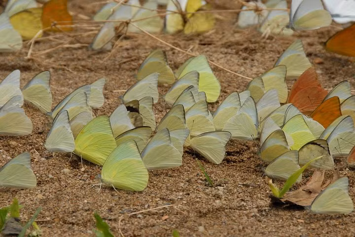 Khi du khách đến Vườn quốc gia Cúc Phương vào cuối tháng 4 đầu tháng 5 (còn gọi là mùa bướm) thì sẽ có thể ngắm nhìn, chụp ảnh với hàng triệu con bướm trong rừng. Ảnh: Tripadvisor.