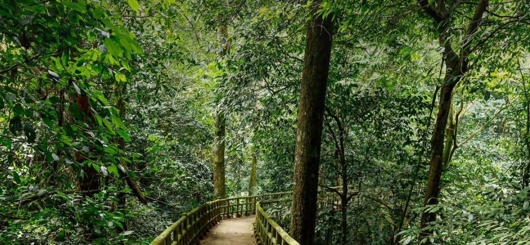 Ngoài ra, du khách có thể tham gia các trải nghiệm hấp dẫn tại Vườn quốc gia Cúc Phương như: đi bộ trong rừng nguyên sinh, đi bộ xuyên rừng - ngủ bản Mường, xem động vật hoang dã đêm, ngắm chim, đạp xe, tham quan - học tập tại các chương trình cứu hộ, bảo tồn động thực vật... Ảnh: Getty Images/iStockphoto.