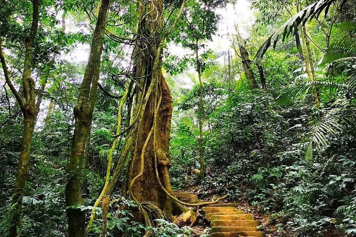 Vườn quốc gia Cúc Phương có diện tích hơn 22.000 ha và là rừng mưa nhiệt đới xanh quanh năm. Ảnh: Tripadvisor.
