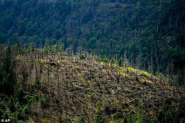 Alexander Beck, người đứng đầu đội cứu hỏa Blackburn, cho rằng rõ ràng có người nào đó sống ngoài thiên nhiên và hoàn toàn có thể thích nghi với điều kiện thời tiết thay đổi theo mùa.