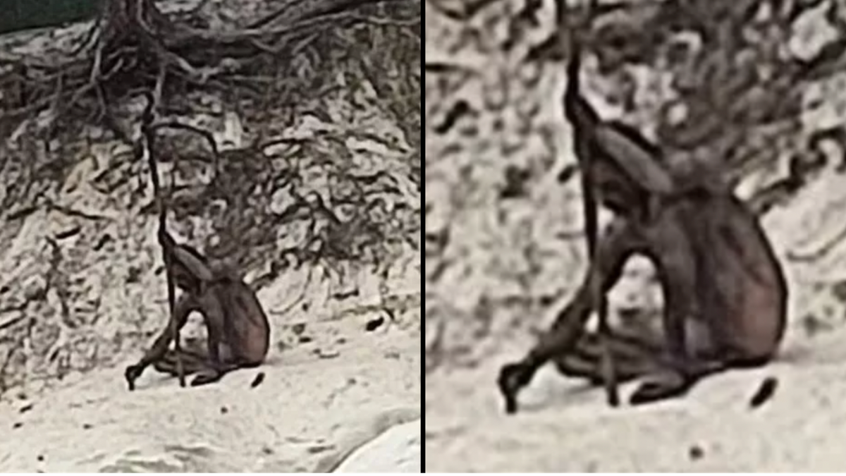 Theo lời kể của bà Weiss, "người sói" khoảng 40 tuổi, đã nhìn thấy bà và Tobi. Người đàn ông bí ẩn đó không rời mắt khỏi họ và không nói một lời. Sự việc này diễn ra trong khoảng 10 phút. Bà Weiss cho hay, người đàn ông đó trông khá hoang dã và hành xử giống như một người sống vào thời kỳ đồ đá.