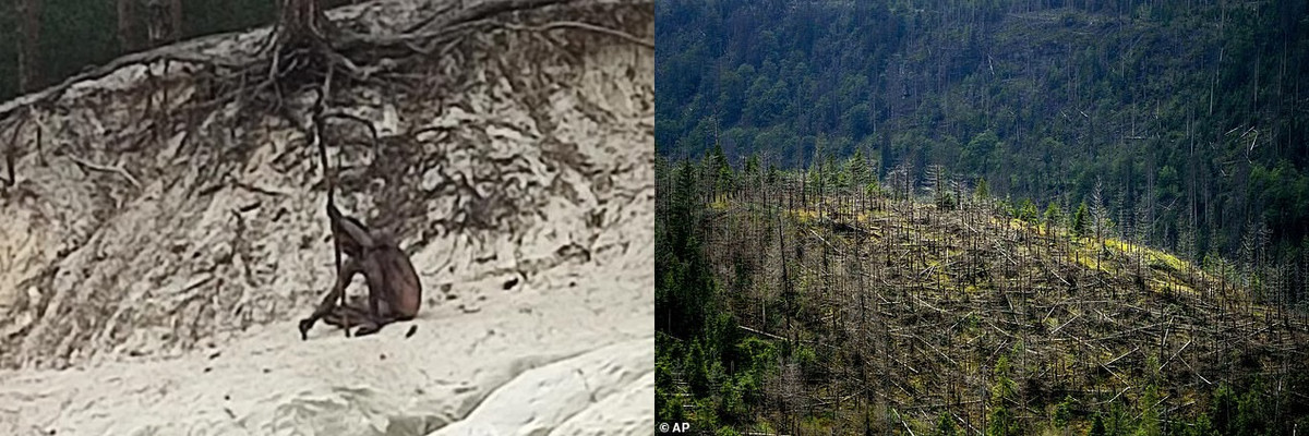 Trong số này, vào tháng 3 vừa qua, một người đi bộ sợ hãi đã gọi cảnh sát để yêu cầu giúp đỡ sau khi phát hiện ra một "người sói đang chạy xung quanh".