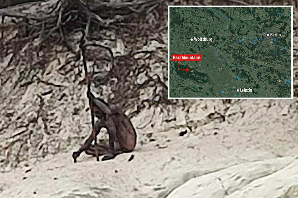 Đây không phải là lần đầu tiên dư luận Đức xôn xao trước thông tin về sự xuất hiện của "người sói". Các nhà chức trách cho biết, đã nhận được nhiều báo cáo trong 50 năm qua về một sinh vật bí ẩn có hình dáng giống người, toàn thân phủ lông rậm rạp giống "người sói" xuất hiện trong rừng.