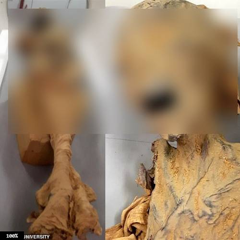 Vậy nên, công chúa Meret Amun không thể sang thế giới bên kia với gương mặt thanh thản, khép miệng hoặc nằm thẳng lưng như với các xác ướp khác.