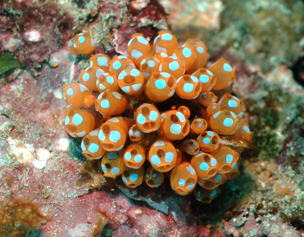 Cơ thể ấu trùng hải tiêu có cấu tạo rất đơn giản, chỉ bao gồm một bó thần kinh chạy dọc sống lưng, khá giống xương sống của những loài động vật cấp cao. Phía trước thần kinh là hạch (túi não) và các cơ quan cảm nhận ánh sáng và trọng lực.