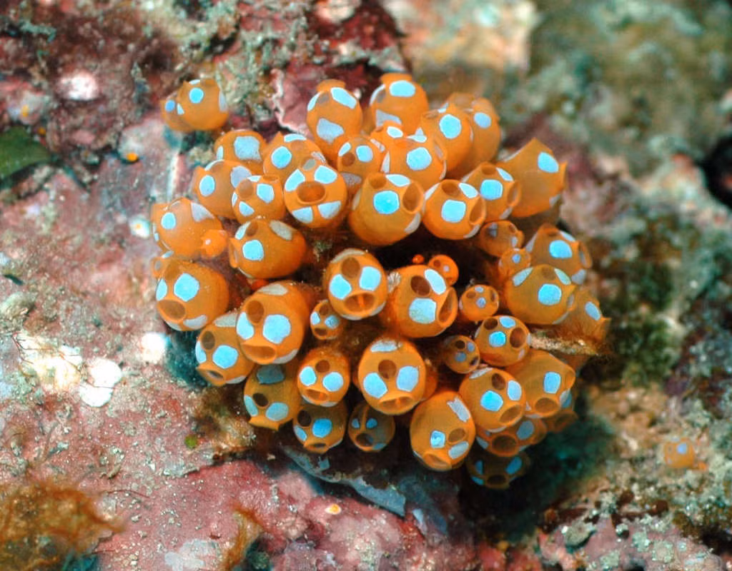 Cơ thể ấu trùng hải tiêu có cấu tạo rất đơn giản, chỉ bao gồm một bó thần kinh chạy dọc sống lưng, khá giống xương sống của những loài động vật cấp cao. Phía trước thần kinh là hạch (túi não) và các cơ quan cảm nhận ánh sáng và trọng lực.