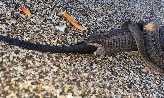 Theo các nhà khoa học, do hạn chế về tầm nhìn nên rắn tưởng mùi con mồi vô tình bám vào đuôi chính là con mồi. Vậy nên, theo phản xạ, chúng nhanh chóng nhai phần đuôi mà chúng tưởng là con mồi béo bở. Đến khi chúng nhận ra thì đã muộn vì phần nọc độc của nó đủ khiến bản thân mất mạng.