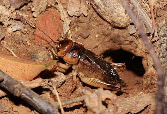 Hang của dế có nhiều phòng và lối đi lại thuận tiện. Đây là nơi chúng dành phần lớn thời gian trong ngày, trừ lúc đi tìm thức ăn và bạn tình.