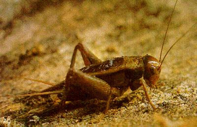 Dế đuôi ngắn có sở thích hết sức đặc biệt là tự ăn đôi cánh của mình. Đến nay, các chuyên gia vẫn chưa thể lý giải thói quen này của chúng.