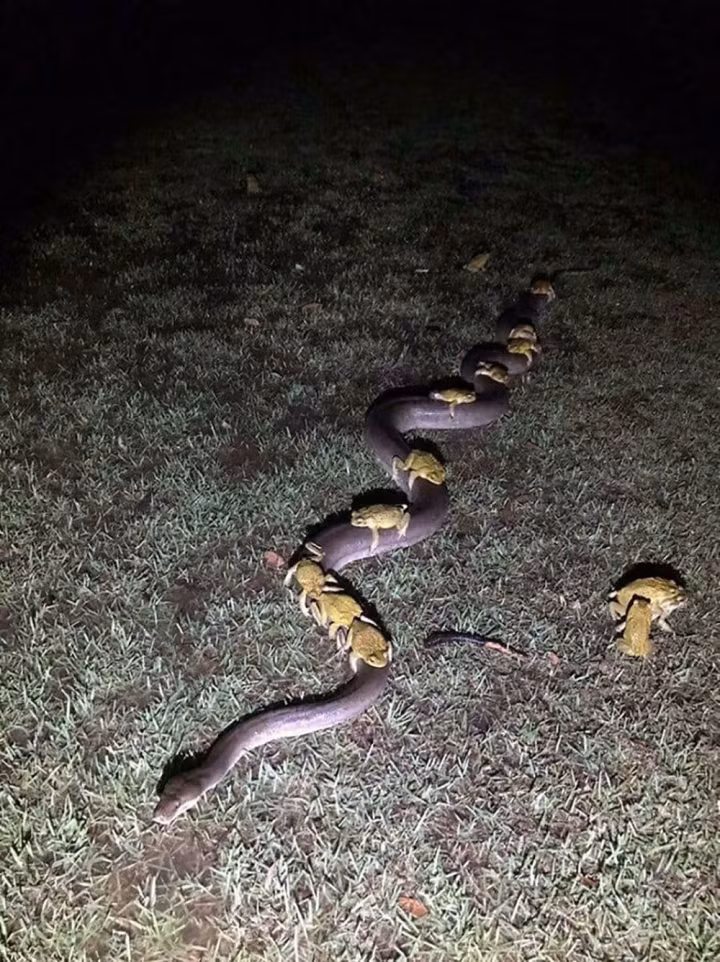 Bức ảnh chụp những con cóc nhái "chơi đùa", leo lên lưng một con rắn "khủng".