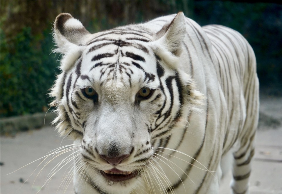 Khi trưởng thành, mỗi cá thể hổ Bengal nặng khoảng 110 - 230 kg.