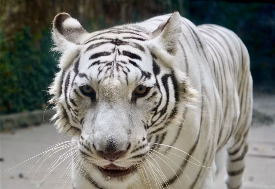 Khi trưởng thành, mỗi cá thể hổ Bengal nặng khoảng 110 - 230 kg.