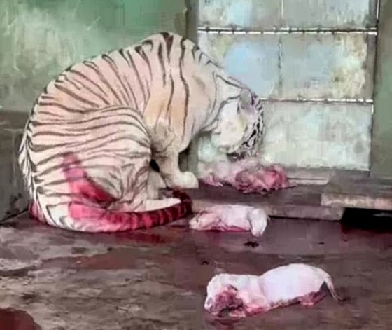 Lãnh đạo Khu du lịch sinh thái Vườn Xoài (Sở thú Vườn Xoài, phường Phước Tân, TP Biên Hoà, tỉnh Đồng Nai) vừa cho biết, 7 con hổ Bengal đã chào đời vào đêm 21/8. Theo đó, số lượng đàn hổ tại Khu du lịch sinh thái Vườn Xoài tăng lên hơn 40 con.