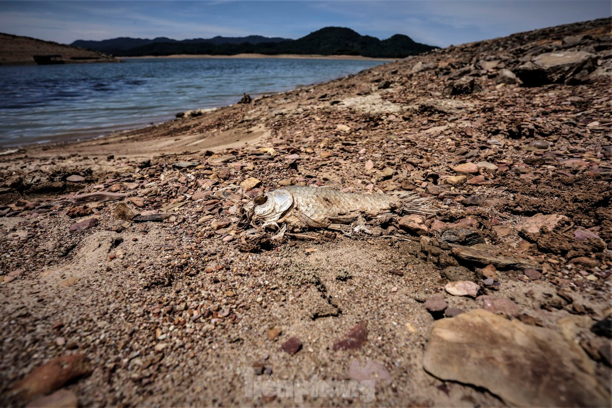 Mực nước xuống thấp cùng thời tiết nắng nóng khiến một số loài cá tự nhiên trong hồ chết trơ xương.