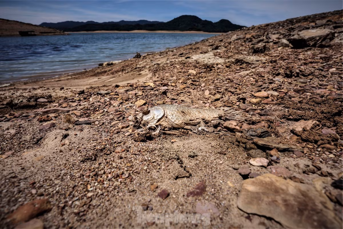 Mực nước xuống thấp cùng thời tiết nắng nóng khiến một số loài cá tự nhiên trong hồ chết trơ xương.