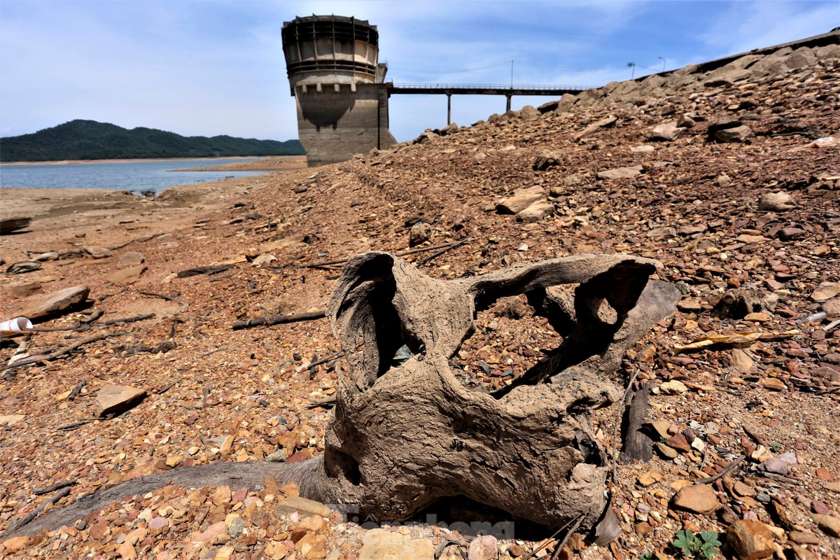 Những gốc cây lộ ra khi lòng hồ cạn trơ đáy.