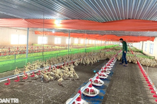 Cho vịt ngủ điều hòa, một năm thu lãi cả tỷ đồng - Hình 5 Cho vit ngu dieu hoa, mot nam thu lai ca ty dong-Hinh-5