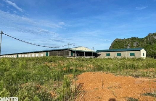 Cho vịt ngủ điều hòa, một năm thu lãi cả tỷ đồng Cho vit ngu dieu hoa, mot nam thu lai ca ty dong