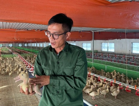 Cho vịt ngủ điều hòa, một năm thu lãi cả tỷ đồng - Hình 4 Cho vit ngu dieu hoa, mot nam thu lai ca ty dong-Hinh-4