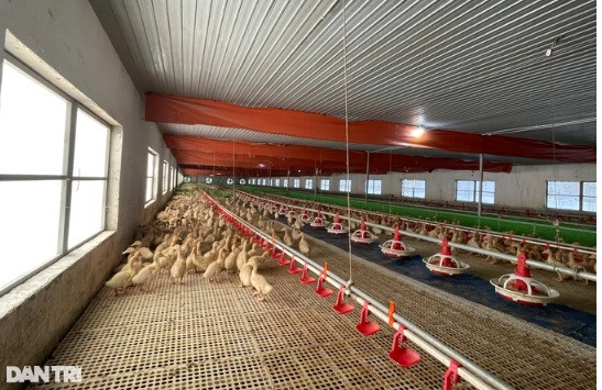 Cho vịt ngủ điều hòa, một năm thu lãi cả tỷ đồng - Hình 2 Cho vit ngu dieu hoa, mot nam thu lai ca ty dong-Hinh-2