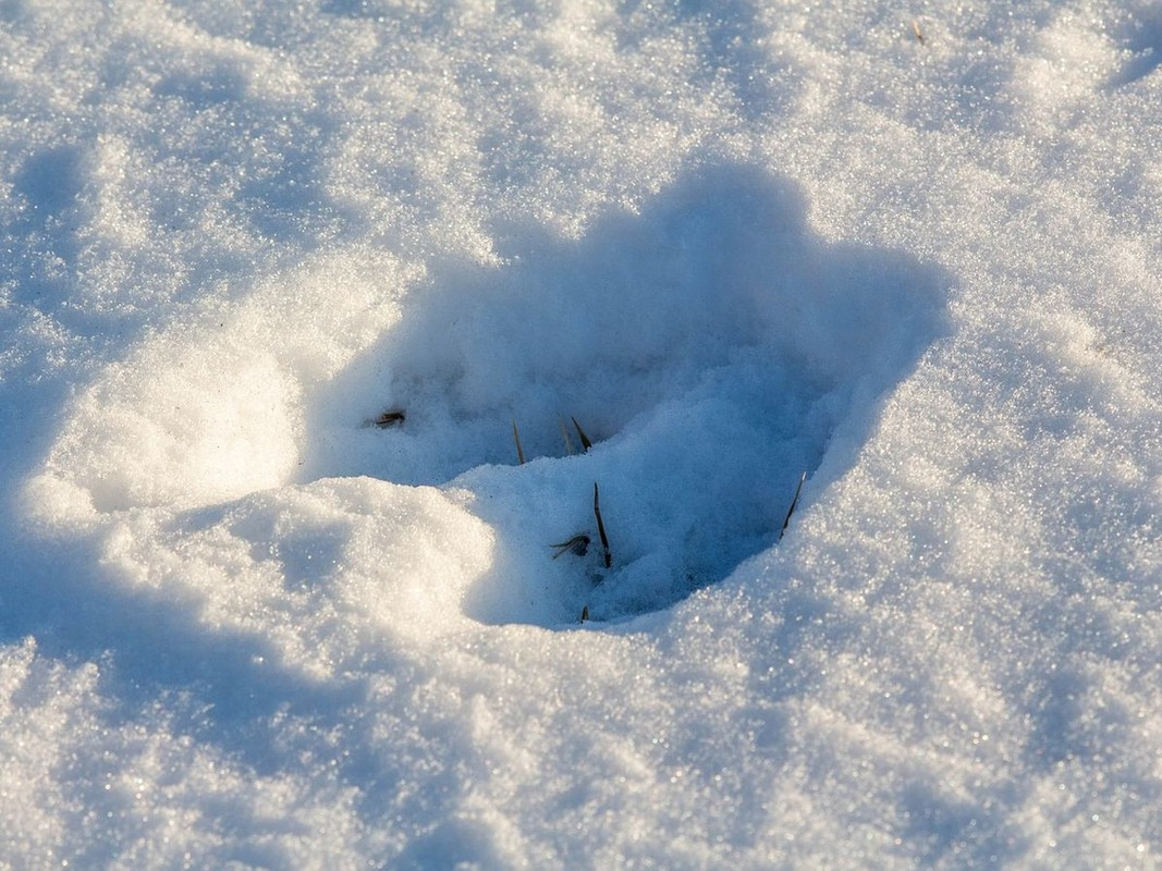 Nhiều người tin rằng, các dấu chân đó không phải của những loài động vật mà con người biết đến. Nguyên do là bởi những dấu chân kỳ lạ giống như móng guốc nhọn.
