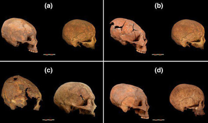 Bởi lẽ, những hộp sọ này có dấu hiệu bị can thiệp để kéo dài. Theo nghiên cứu của các chuyên gia, 5 trong số 11 hộp sọ thuộc về người trưởng thành. 6 hộp sọ còn lại là trẻ nhỏ.