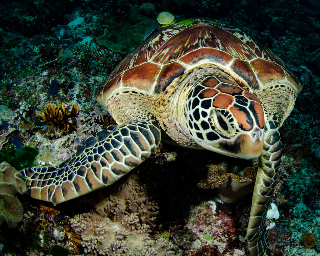 Theo các nhà nghiên cứu, khi trưởng thành, cá thể Vích nặng khoảng 90 kg, làm tổ quanh năm. Thời gian cao điểm làm tổ từ tháng 5 - 10 hàng năm.