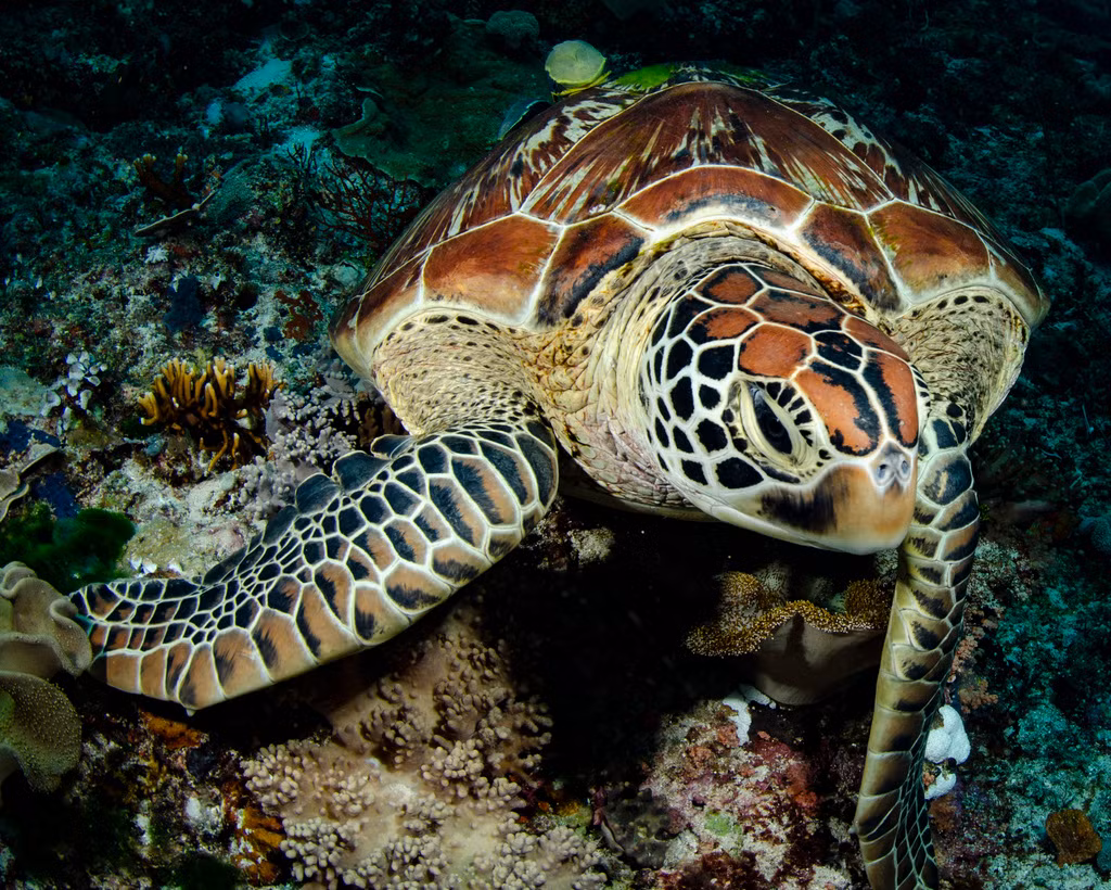 Theo các nhà nghiên cứu, khi trưởng thành, cá thể Vích nặng khoảng 90 kg, làm tổ quanh năm. Thời gian cao điểm làm tổ từ tháng 5 - 10 hàng năm.