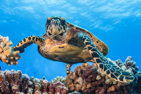 Thêm nữa, Vích thuộc loại “đang bị đe dọa” theo phân loại của Tổ chức bảo tồn thiên nhiên quốc tế; Phụ lục I của Công ước CITES cấm buôn bán vận chuyển quốc tế.