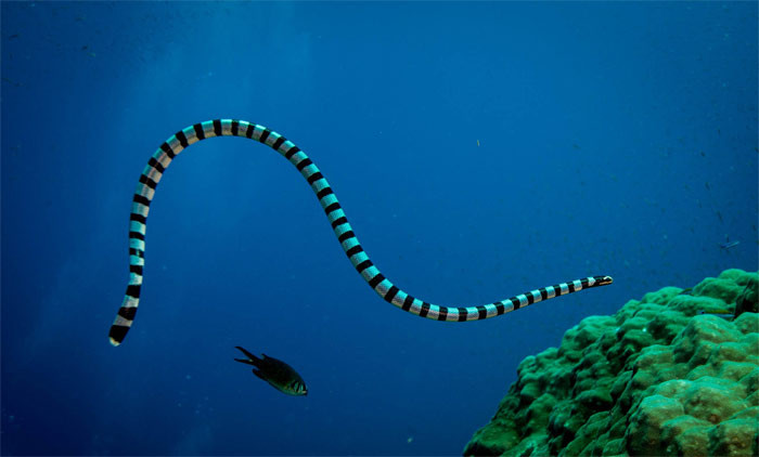 Do không có mang nên rắn biển thường xuyên phải trồi lên mặt nước để thở. Loài rắn biển này có nọc độc mạnh.