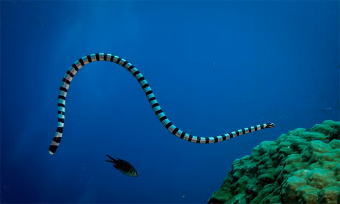 Do không có mang nên rắn biển thường xuyên phải trồi lên mặt nước để thở. Loài rắn biển này có nọc độc mạnh.