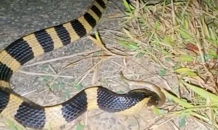 Đặc điểm nổi bật của rắn cạp nong là đầu lớn và ngắn, mắt tròn, mút đuôi tròn, một gờ dọc rõ giữa sống lưng và khoang màu vàng, đen xen kẽ nhau.