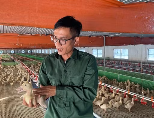 Máng ăn, uống tự động và hệ thống làm mát, có thể điều chỉnh nhiệt độ chuồng nuôi theo từng giai đoạn sinh trưởng và phát triển của đàn vịt. Thêm nữa, mô hình nuôi vịt của anh Nam còn có các phương pháp cho vịt thư giãn bằng cách nghe nhạc, tăng cường vận động cho đàn vịt bằng hệ thống quạt. Nhờ ứng dụng công nghệ cao, quy trình phòng dịch bệnh tốt nên đàn vịt phát triển nhanh, đồng đều và đảm bảo chất lượng thịt. Ảnh: Dân trí.