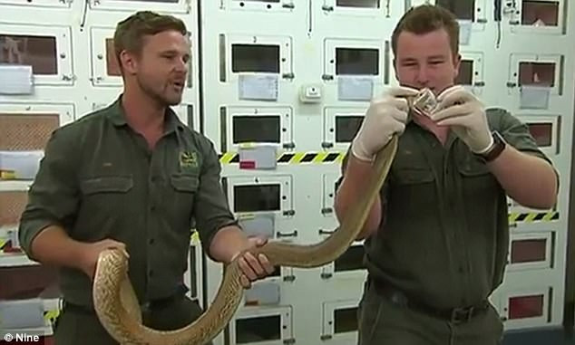 Vào năm 2018, Whiplash - một con rắn Taipan nội địa dài 2,5m tại Công viên Australian Reptile ở Sydney, Australia đã tạo ra được 3,1027 gram nọc độc.
