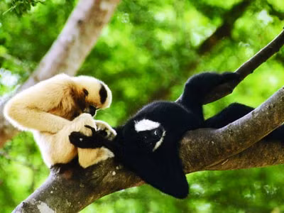 Vượn đen má trắng có tên khoa học là Nomascus leucogenys. Loài vượn này được xếp vào nhóm IB thuộc danh mục động vật rừng nguy cấp, quý hiếm trong Sách đỏ Việt Nam và xếp vào nhóm cực kỳ nguy cấp trong Danh lục Đỏ của Tổ chức Bảo tồn Thiên nhiên Quốc tế (IUCN Red Book). Ảnh: Tiền phong.