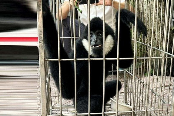 Cá thể vượn đen má trắng này được người dân phát hiện và bắt giữ tại khu vực nhà thờ giáo xứ Tiếp Võ, phường Nam Hồng, thị xã Hồng Lĩnh, tỉnh Hà Tĩnh. Ảnh: Người đưa tin.