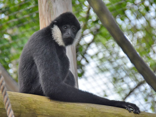 Cá thể vượn đen má trắng được xem là "lãng mạn nhất" trong số các loài linh trưởng vì chúng có thể tán tỉnh và giao phối với các bạn đời của mình bằng những bài hát. Ảnh: Zooinstitutes.