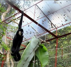 Loài vượn đen má trắng là loài thú linh trưởng đặc hữu phân bố chủ yếu ở các cánh rừng ở Trung Quốc, Việt Nam, Lào. Ảnh: Vast.gov.vn.