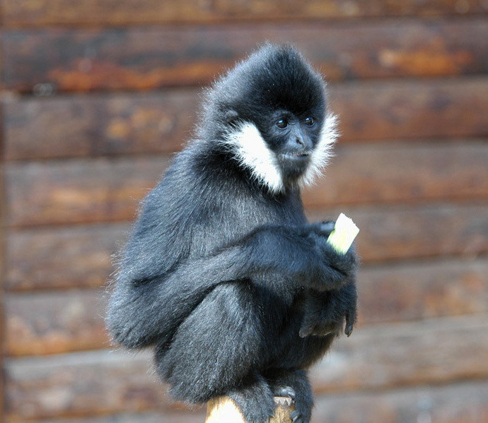Loài vượn má trắng có nguy cơ tuyệt chủng cao do vấn nạn săn bắt, diện tích rừng suy giảm... Tính đến năm 2011, Liên minh Quốc tế bảo tồn thiên nhiên và tài nguyên (IUCN) cho hay số lượng vượn má trắng đã giảm hơn 80% trong 45 năm qua. Ảnh: Animaldiversity.