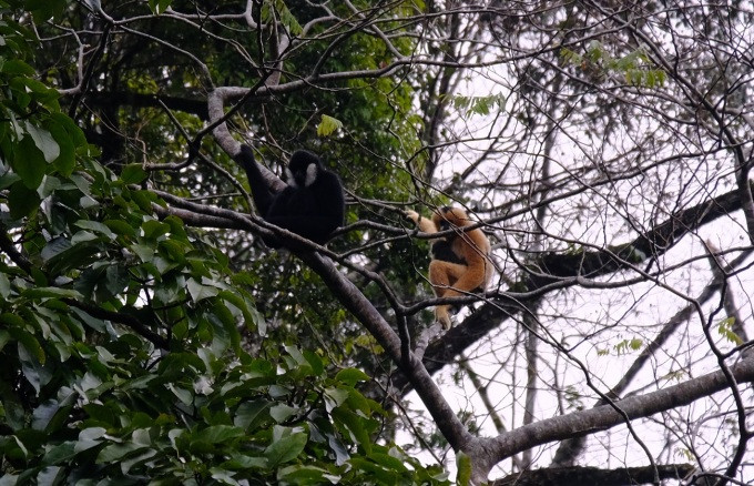 Sau khi tiếp nhận, Vườn Quốc gia Vũ Quang tiến hành cứu hộ, kiểm dịch và theo dõi sức khỏe, huấn luyện bản năng sinh tồn cho vượn đen má trắng trước khi thả nó về môi trường rừng tự nhiên. Ảnh: PanNature.