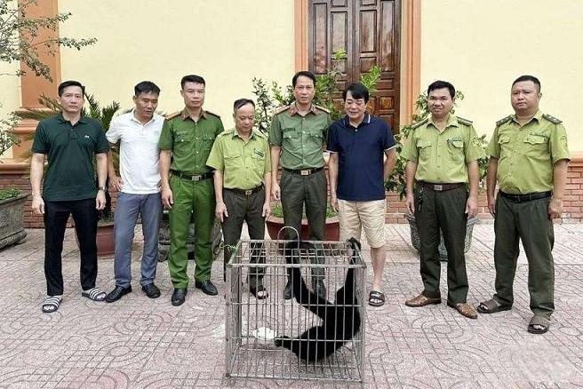 Sau đó, Linh mục quản xứ Tiếp Võ đã bàn giao cá thể vượn đen má trắng quý hiếm trên cho Hạt Kiểm lâm Hồng Lĩnh. Tiếp đến, cá thể động vật hoang dã này được bàn giao cho Vườn Quốc gia Vũ Quang. Ảnh: Người đưa tin.