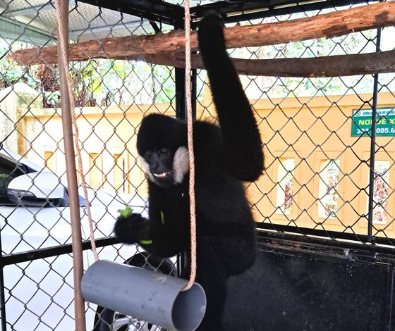 Hiện có khoảng 200 đàn vượn đen má trắng phân bố ở Việt Nam. Lai Châu, Sơn La, Hoà Bình, Thanh Hoá, Nghệ An là những địa phương ghi nhận sự xuất hiện của loài vượn này. Trong đó, Nghệ An có quần thể vượn đen má trắng khoảng 455 cá thể, phân bố chủ yếu tại Vườn Quốc gia Pù Mát, Khu Bảo tồn thiên nhiên Pù Hoạt, Pù Huống. Ảnh: SGGP.