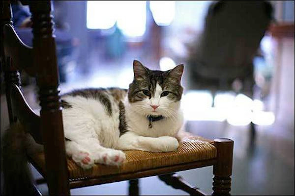 Oscar là một trong 6 chú mèo con được nhận nuôi tại trung tâm Steere House vào năm 2005. Trung tâm có 41 giường điều trị dành cho những người mắc bệnh Alzheimer giai đoạn cuối, bệnh Parkinson và các bệnh khác.