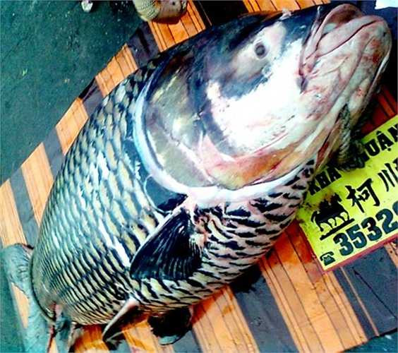 Tháng 2/2013, một tiểu thương ở An Giang mua con cá hô đen nặng hơn 120 kg do ngư dân bắt ở sông Vàm Nao với giá 400.000 đồng/kg. "Thủy quái" này có chiều dài khoảng 2,5m.