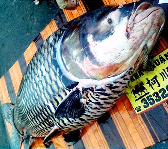 Tháng 2/2013, một tiểu thương ở An Giang mua con cá hô đen nặng hơn 120 kg do ngư dân bắt ở sông Vàm Nao với giá 400.000 đồng/kg. "Thủy quái" này có chiều dài khoảng 2,5m.