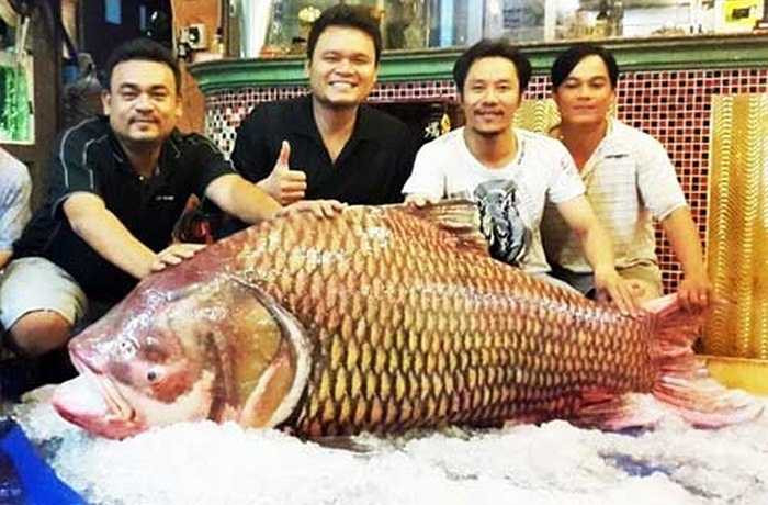 Ngày 6/12/2014, ngư dân Nguyễn Thanh Lộc (50 tuổi) và con trai Nguyễn Văn Minh (27 tuổi, ngụ huyện Mang Thít, tỉnh Vĩnh Long bắt được một con cá hô dài 1,8 m, nặng gần 130 kg trên sông Cổ Chiên. Con cá này về sau được gia đình anh Minh bán cho một hệ thống nhà hàng ở TP.HCM với giá gần 200 triệu đồng.